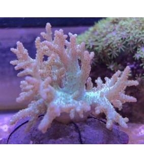 Coral Food SPS