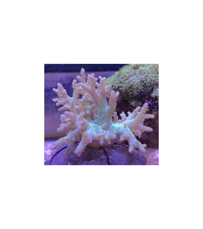 Coral Food SPS