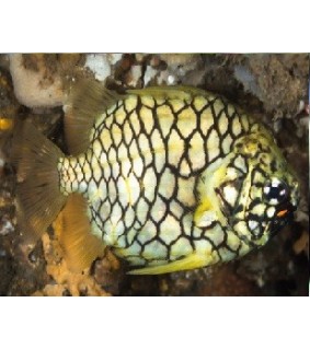 Cleidopus Gloriamaris