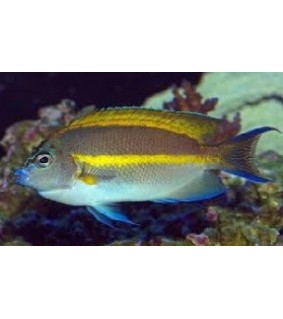 Genicanthus Bellus (Male)