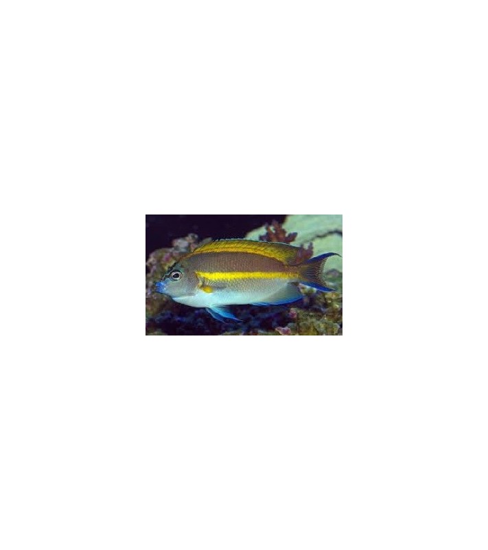 Genicanthus Bellus (Male)