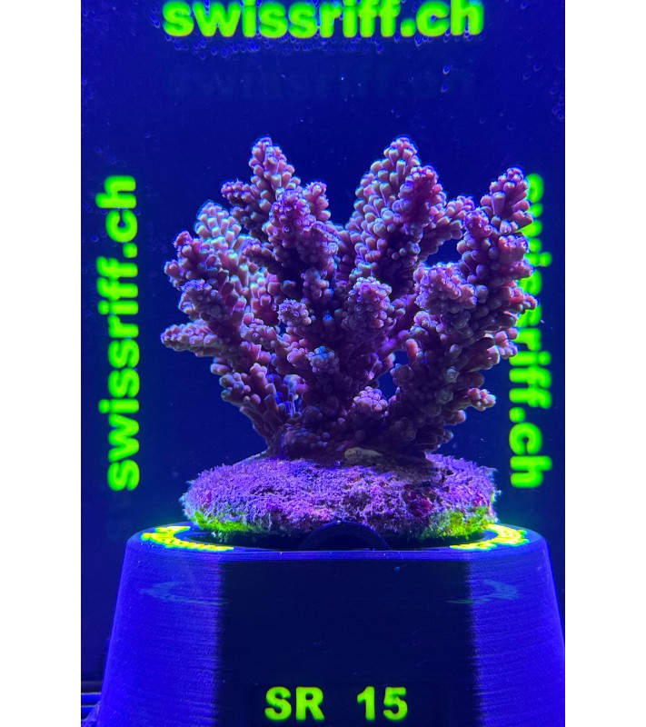 SPP.15