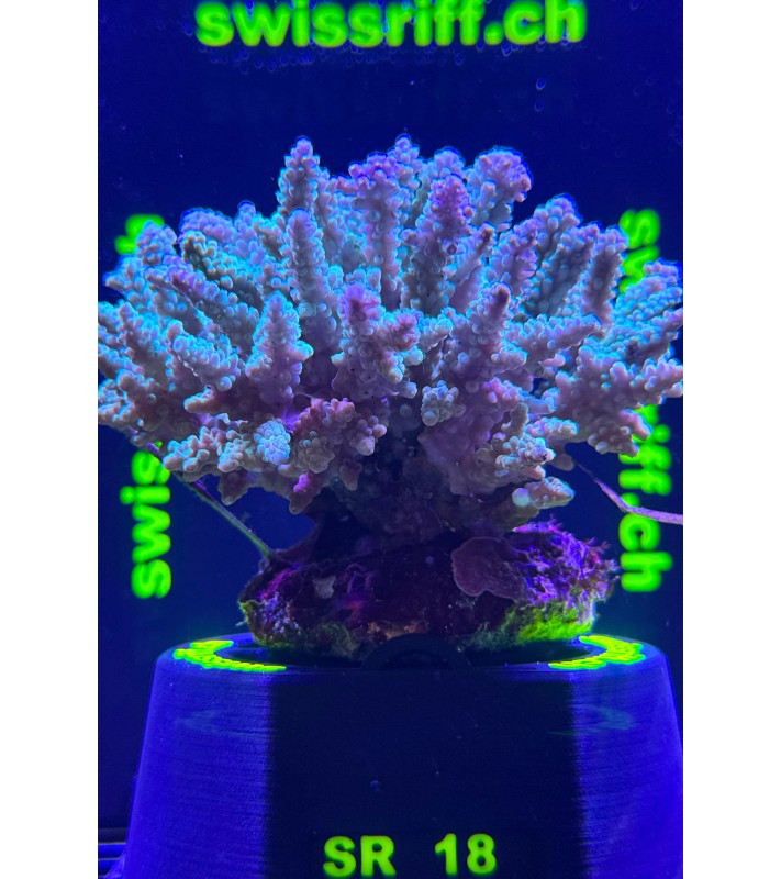 SPP.18