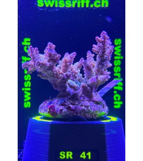 SPP.41