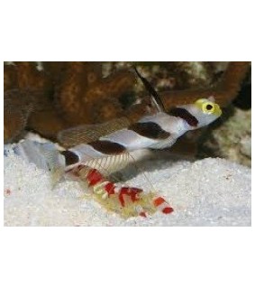 Stonogobiops Sp./Alpheus Shrimp 