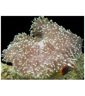 Heteractis magnifica Yellow Tip