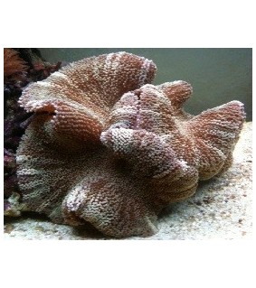 Stichodactyla haddoni (Striped)