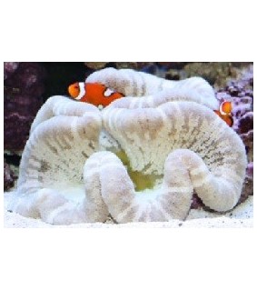Stichodactyla Haddoni (White)