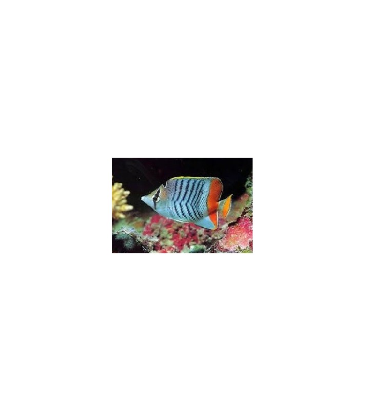 Chaetodon Madagaskariensis