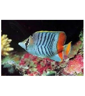 Chaetodon Madagaskariensis