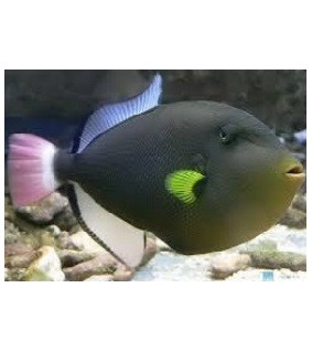 Melichthys Vidua