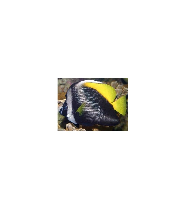 Heniochus singularius