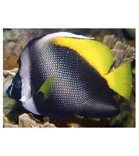 Heniochus singularius