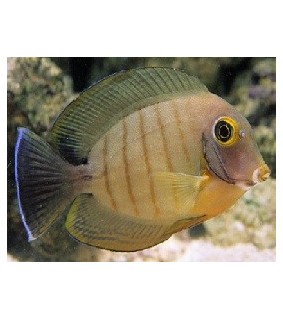 Acanthurus tristis