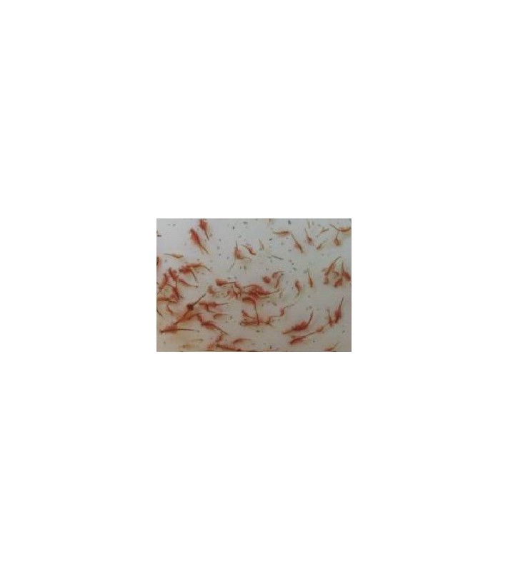 Artemia Salina