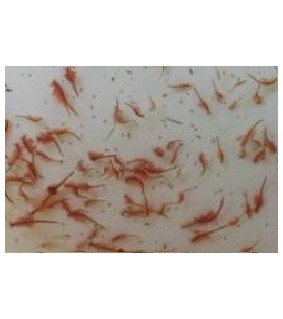 Artemia Salina