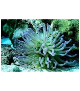 Condylactis Gigantea green