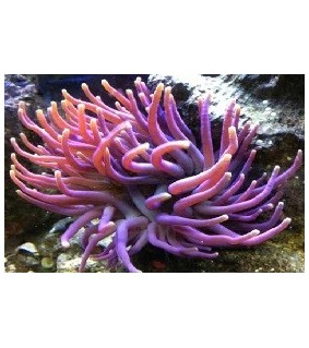Condylactis Gigantea purple