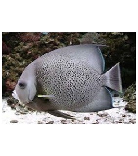 Pomacanthus Arcuatus