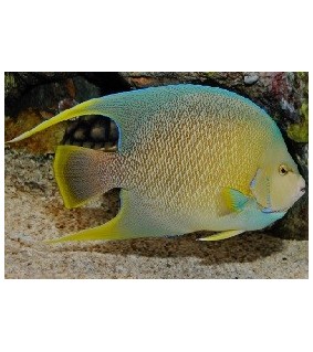 Holacanthus Bermudensis