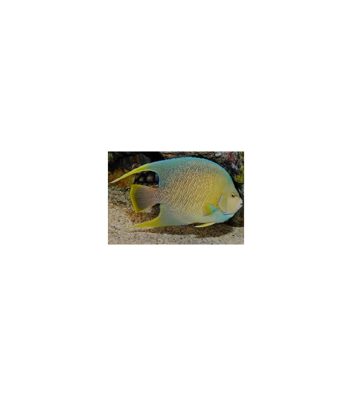 Holacanthus Bermudensis