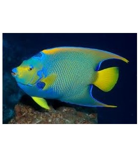 Holacanthus ciliaris