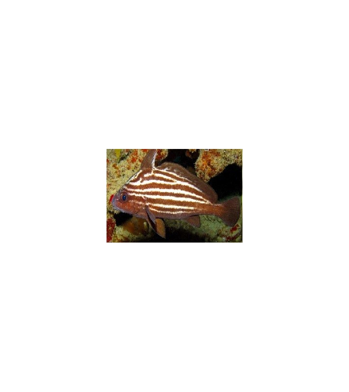 Pareques Acuminatus