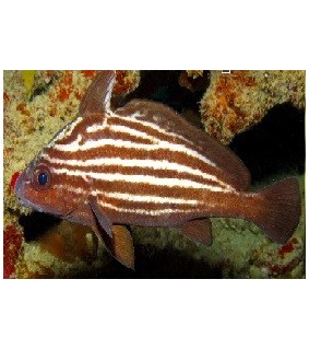 Pareques Acuminatus