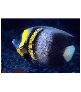 Pomacanthus zonipectus