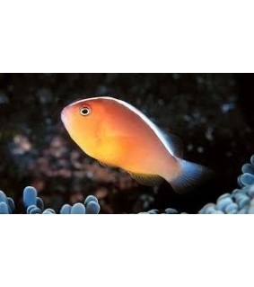 Amphiprion akallopisos