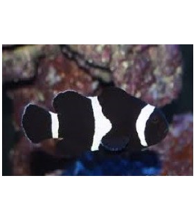 Amphiprion ocellaris black