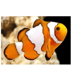 Amphiprion ocellaris snowflake