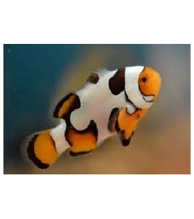 Amphiprion percula picasso