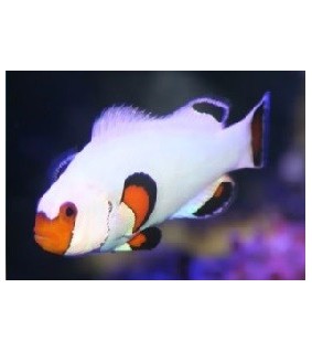 Amphiprion ocellaris W. White