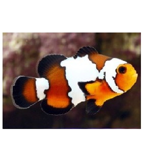 Amphiprion ocellaris Blacker Ice