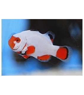 Amphiprion percula Platinum