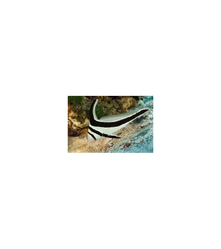 Equetus Lanceolatus