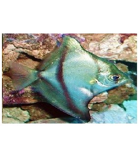 Monodactylus sebae