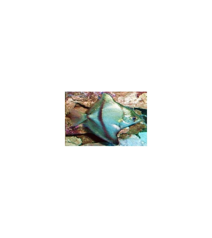 Monodactylus sebae