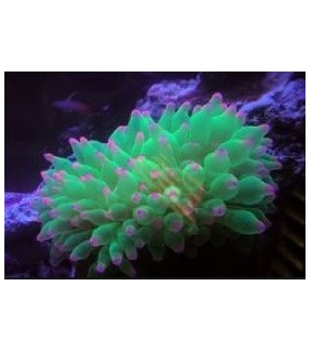 Entacmaea Quadricolor Neon