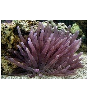 Condylactis Gigantea violet