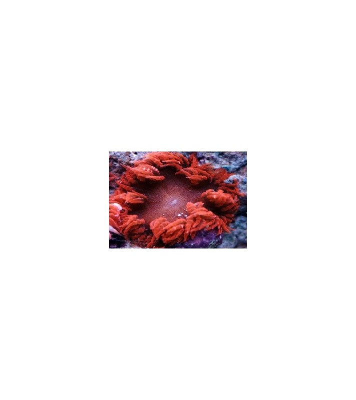 Epicystis crucifer red