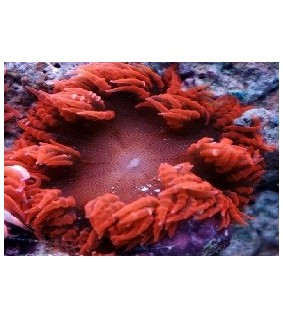 Epicystis crucifer red