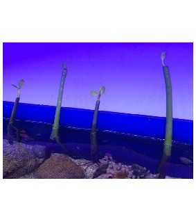 Rhizophora mangle Flower