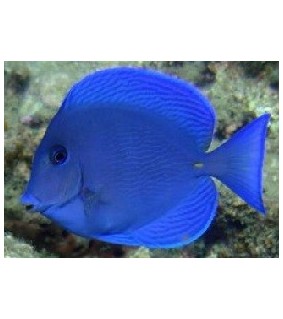 Acanthurus coeruleus blue
