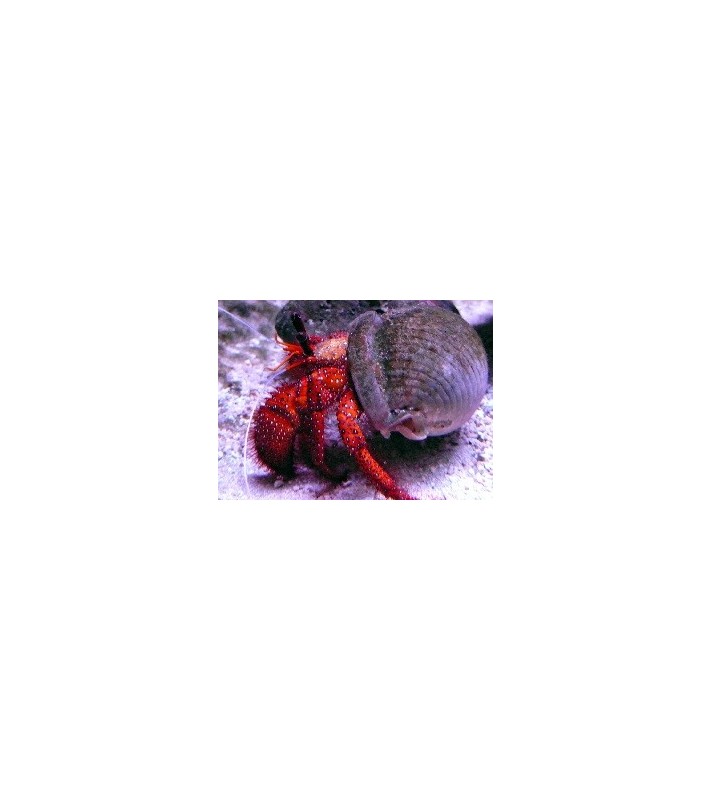 Clibanarius Digueti
