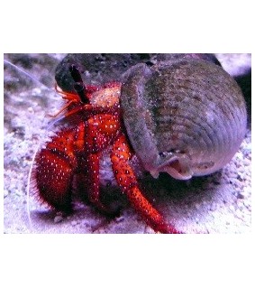 Clibanarius Digueti