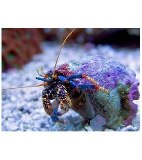 Clibanarius tricolor