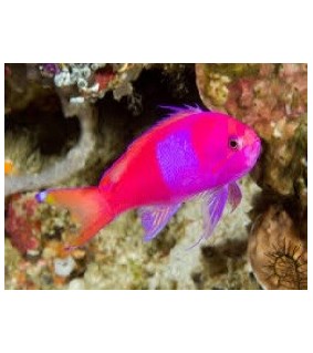 Pseudanthias pleurotaenia Male