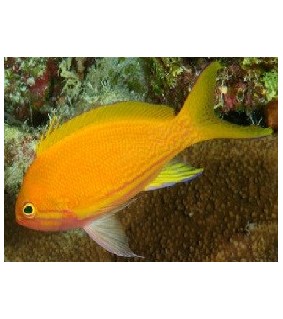 Pseudanthias pleurotaenia Male